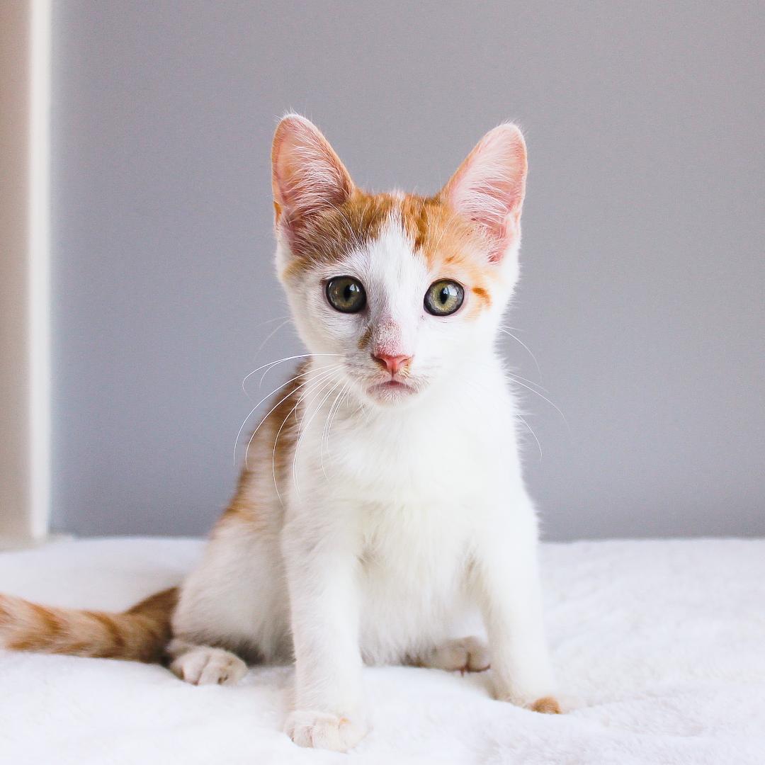 Enlarge Minion, an adopted Domestic Short Hair in Wayne, NJ image 1/2