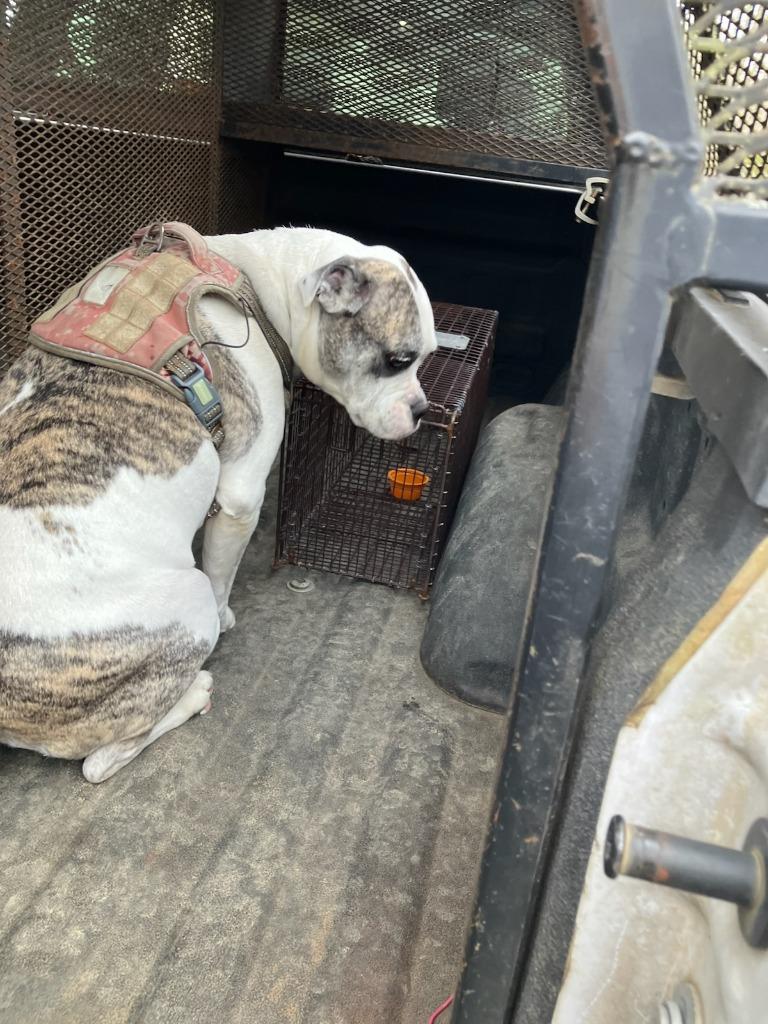 Dixie-Adoptable, a Adoptable American Bulldog in Chickamauga , GA image 1/5