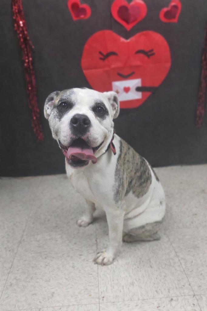 Dixie-Adoptable, a Adoptable American Bulldog in Chickamauga , GA image 2/5