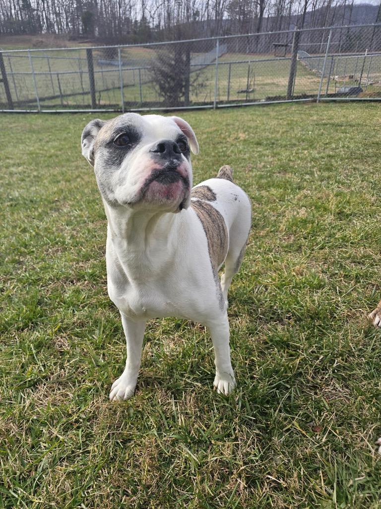 Dixie-Adoptable, a Adoptable American Bulldog in Chickamauga , GA image 1/6