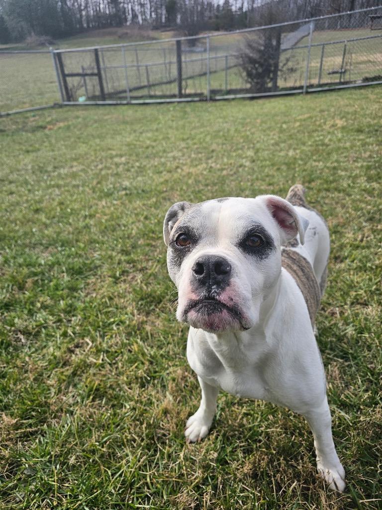 Dixie-Adoptable, a Adoptable American Bulldog in Chickamauga , GA image 4/5