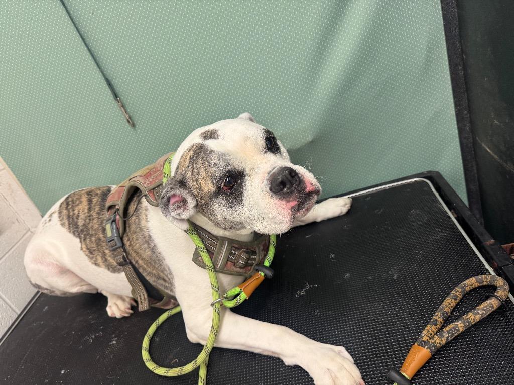 Dixie-Adoptable, a Adoptable American Bulldog in Chickamauga , GA image 5/5