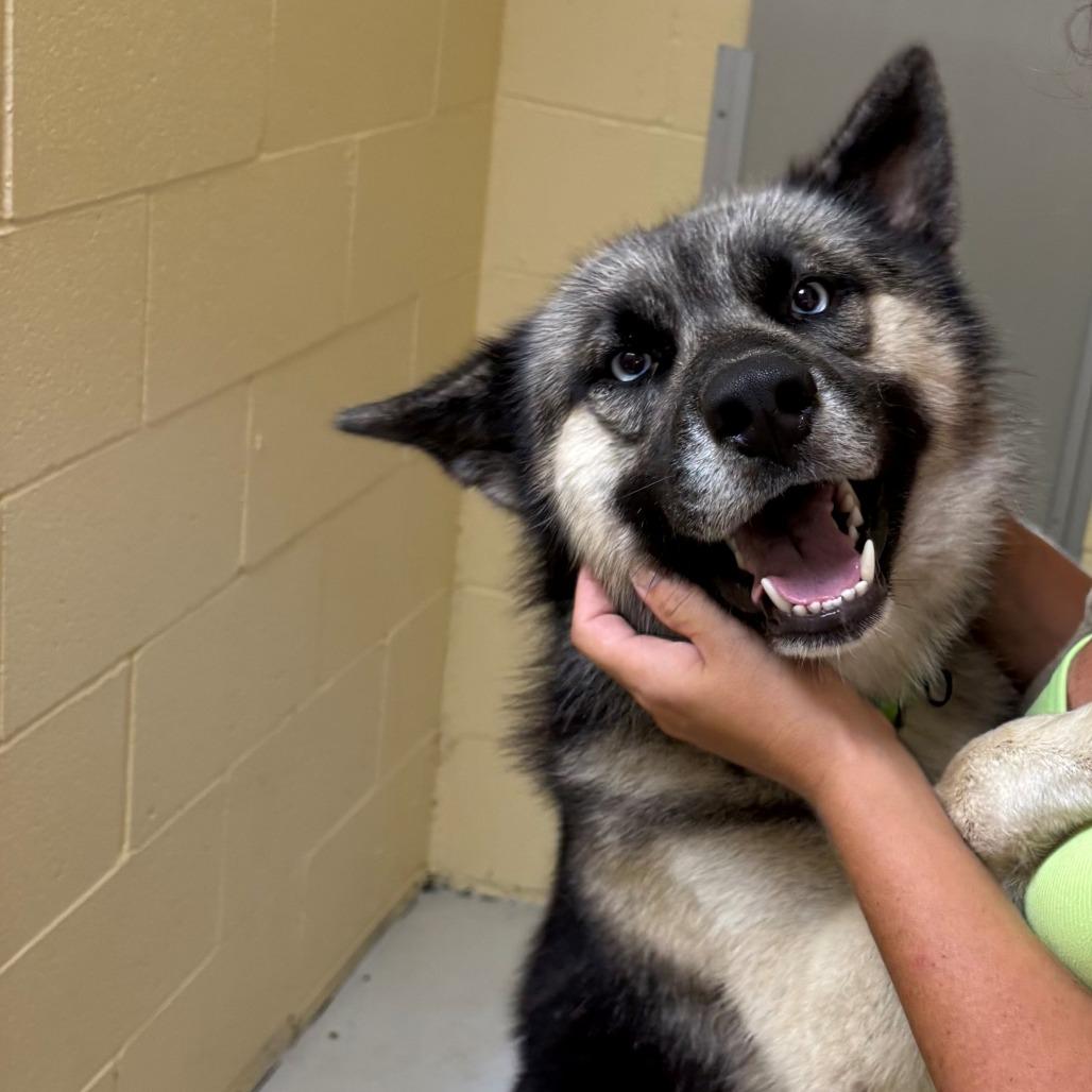 Enlarge Aspen, a Adoptable Husky in Falmouth, KY image 1/1