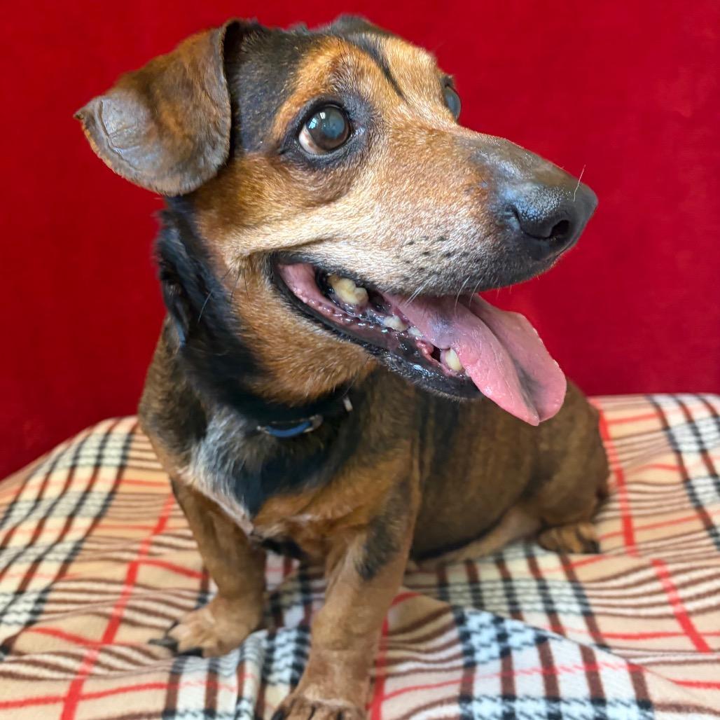 Bandit, Adoptable, Adult Male Dachshund.