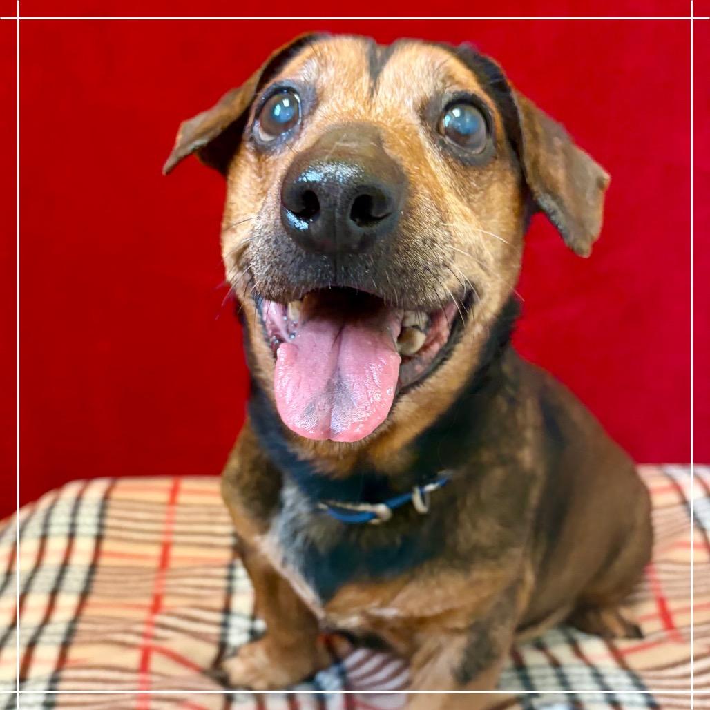 Enlarge Bandit, a Adoptable Dachshund in Pekin, IL image 2/4