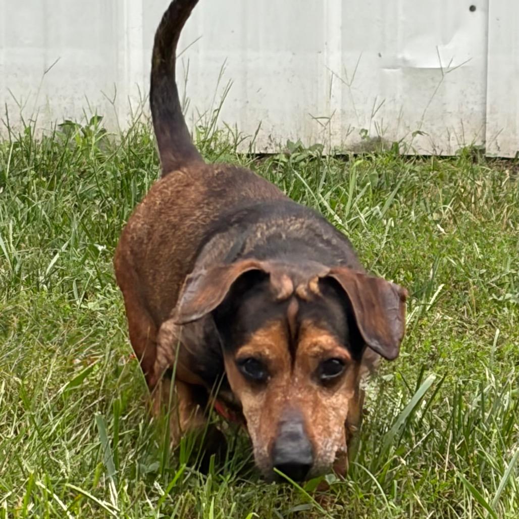 Enlarge Bandit, a Adoptable Dachshund in Pekin, IL image 3/4