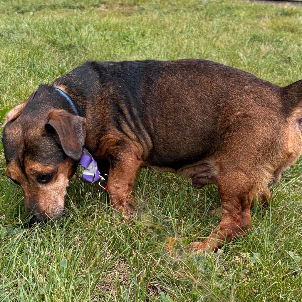 Enlarge Bandit, a Adoptable Dachshund in Pekin, IL image 4/4