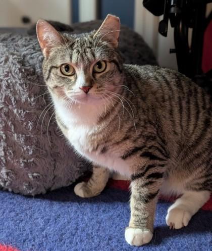Fury Preston, Adoptable, Young Male Domestic Short Hair & Domestic Short Hair.