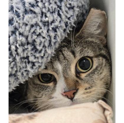 Enlarge Fury Preston, a Adoptable mixed breed in Hudson, MA image 1/3