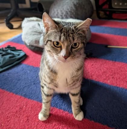 Fury Preston, Adoptable, Young Male Domestic Short Hair & Domestic Short Hair.