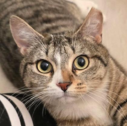 Enlarge Fury Preston, a Adoptable mixed breed in Hudson, MA image 2/3
