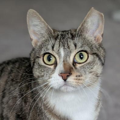 Enlarge Fury Preston, a Adoptable mixed breed in Hudson, MA image 2/3