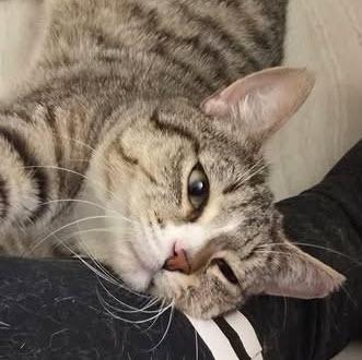 Enlarge Fury Preston, a Adoptable mixed breed in Hudson, MA image 3/3