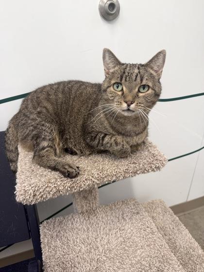 Beth, Adoptable, Adult Female Domestic Short Hair & Domestic Short Hair.
