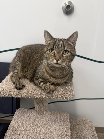 Beth, a Adoptable mixed breed in Lafayette, IN image 2/3