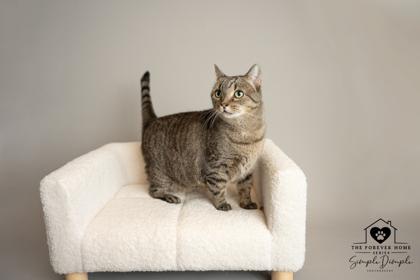 Enlarge Beth, a Adoptable mixed breed in Lafayette, IN image 3/3