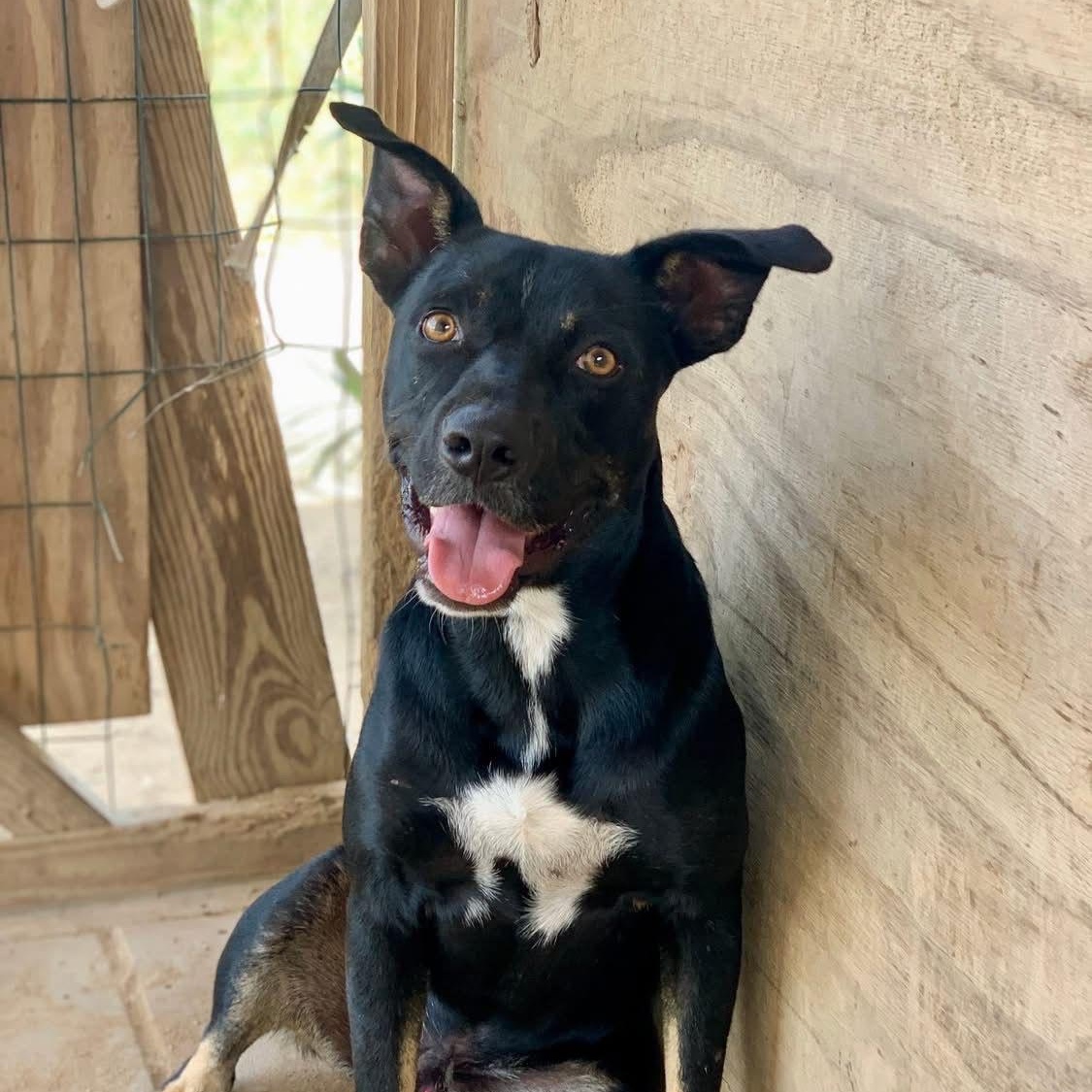 Zazu, Adoptable, Young Male Mixed Breed.