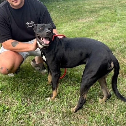 Enlarge Zazu, a Adoptable Mixed Breed in Weymouth, MA image 6/6