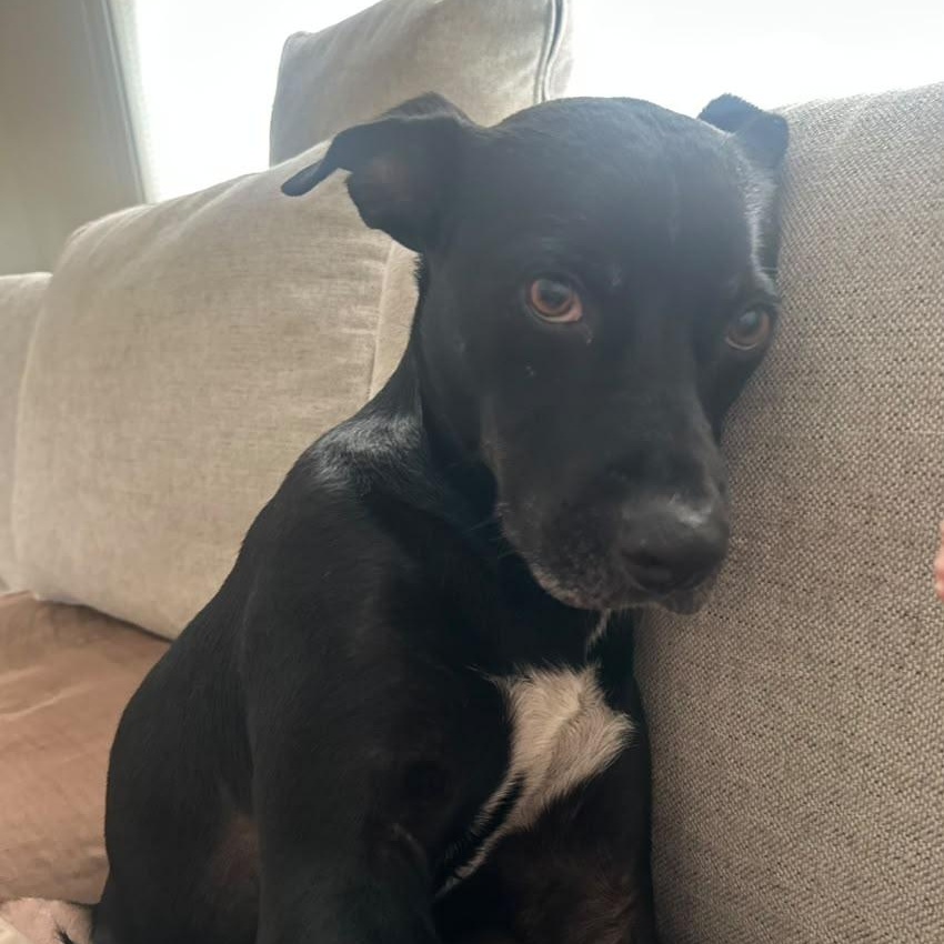 Enlarge Zazu, a Adoptable Mixed Breed in Weymouth, MA image 2/6