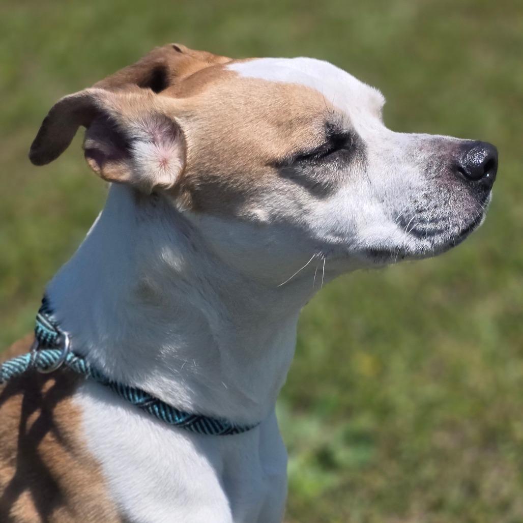 Star, Adoptable, Adult Female American Staffordshire Terrier & Mixed Breed.