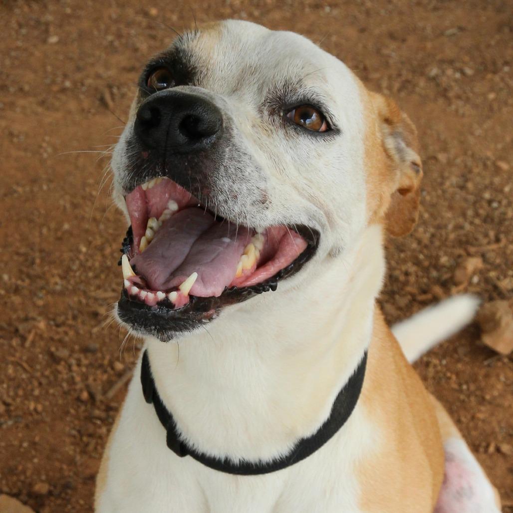 Star, a Adoptable mixed breed in Huntsville, AL image 2/4