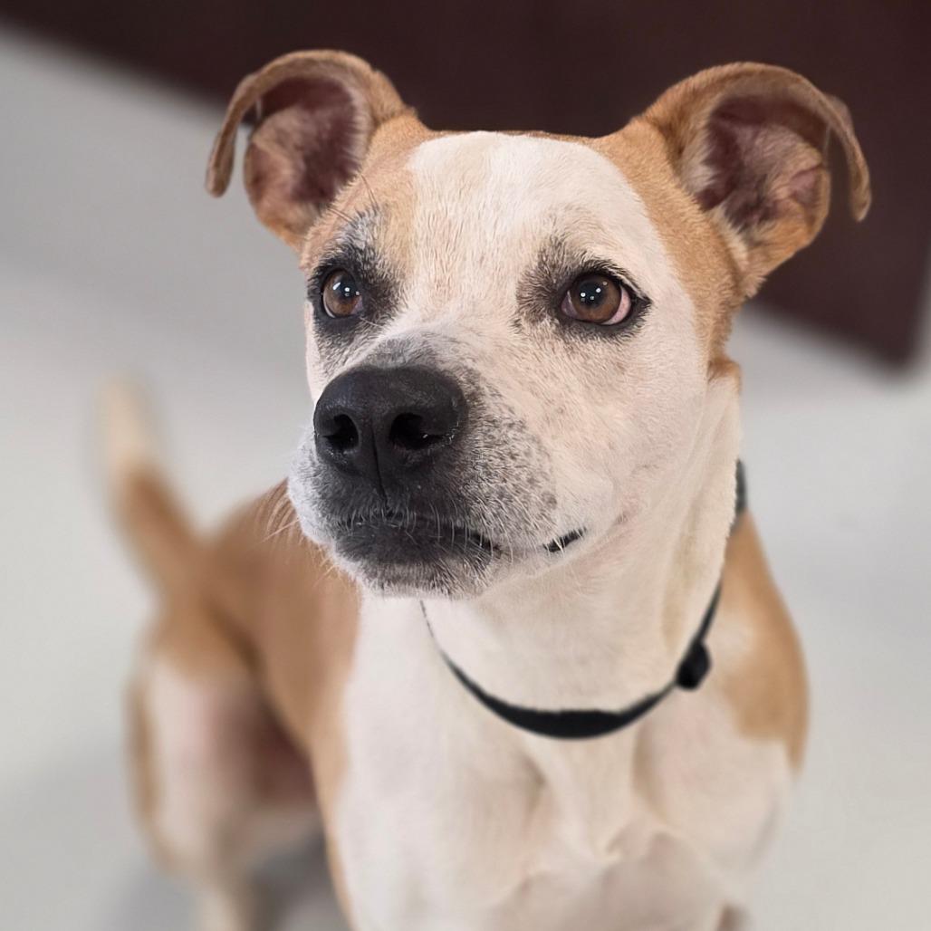 Star, a Adoptable mixed breed in Huntsville, AL image 2/3