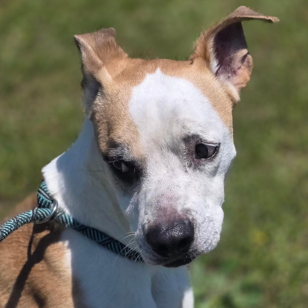 Star, a Adoptable mixed breed in Huntsville, AL image 3/3