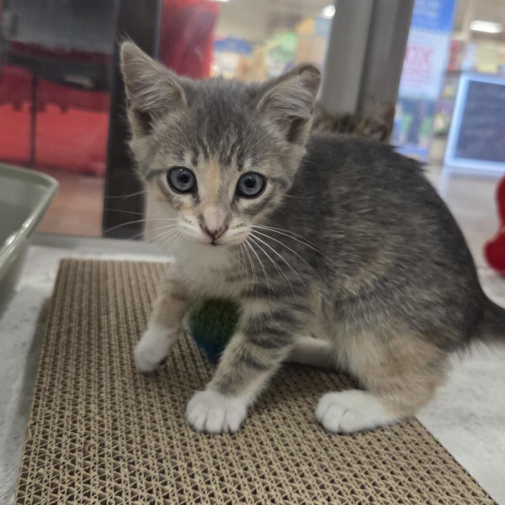 Mist, Adoptable, Kitten Female Domestic Short Hair.