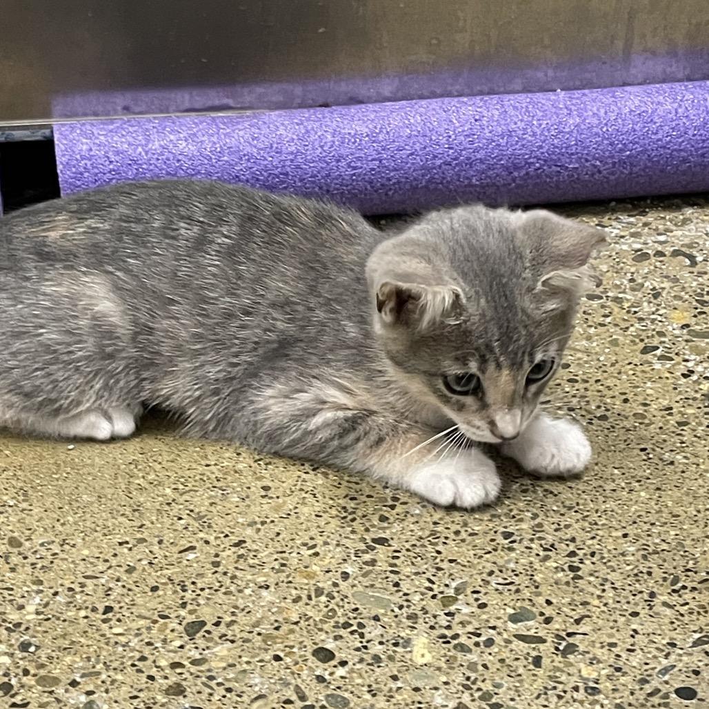 Mist, a Adoptable Domestic Short Hair in Allyn, WA image 2/6