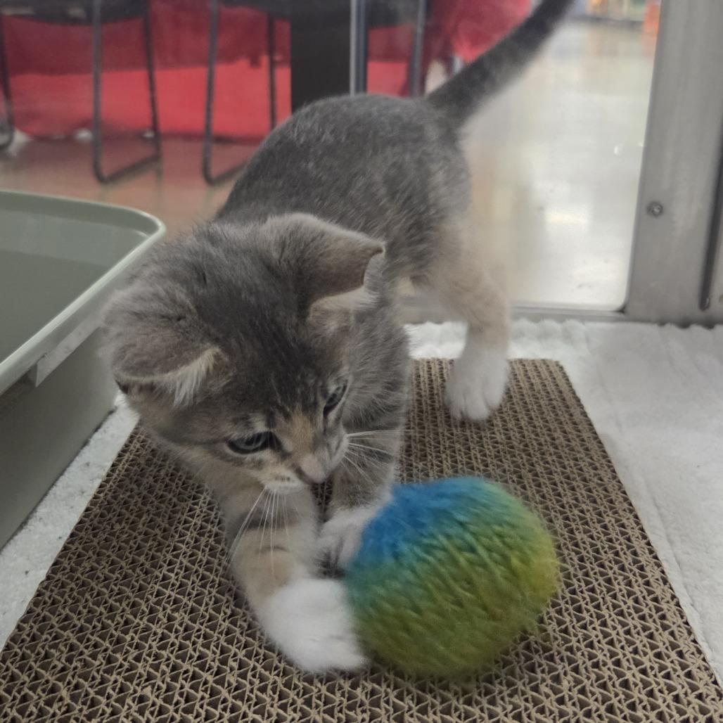 Mist, a Adoptable Domestic Short Hair in Allyn, WA image 3/6