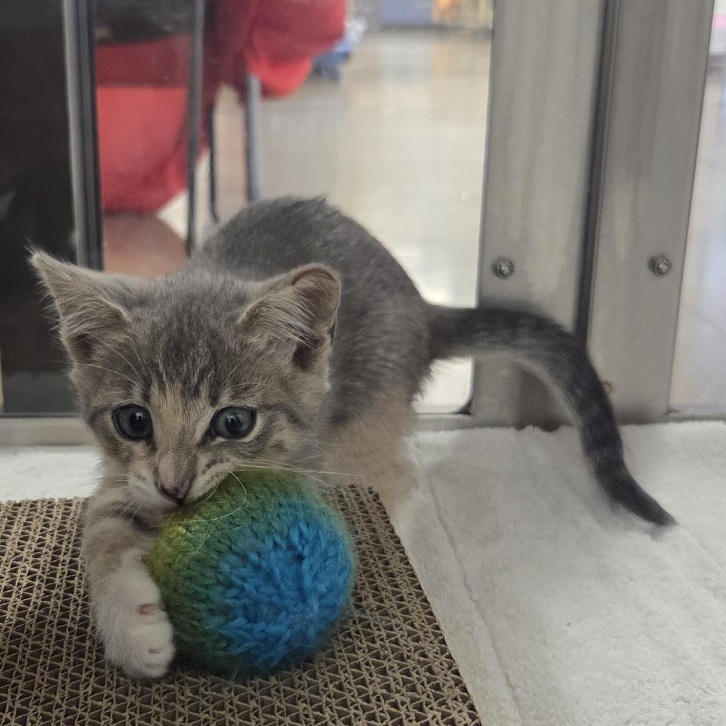 Mist, a Adoptable Domestic Short Hair in Allyn, WA image 4/6