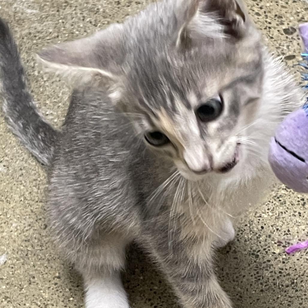 Mist, a Adoptable Domestic Short Hair in Allyn, WA image 5/6