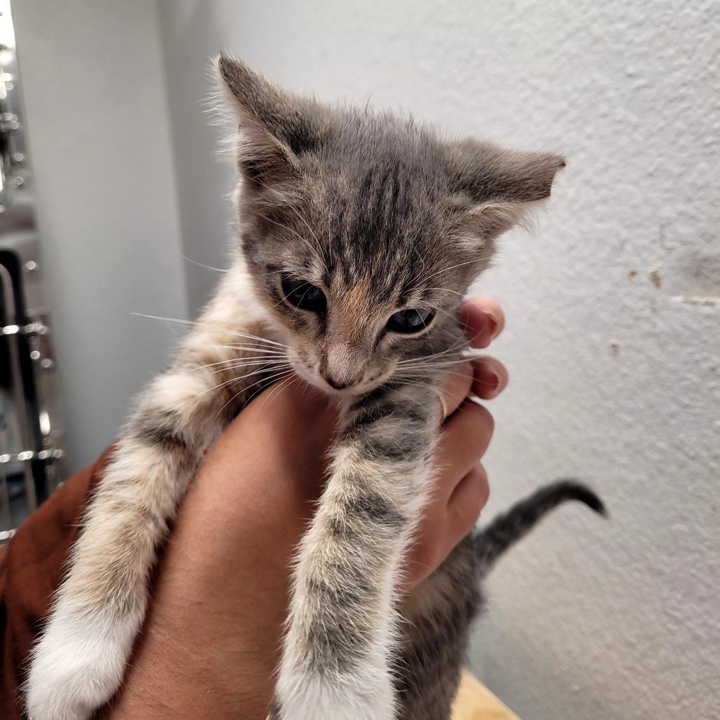 Mist, a Adoptable Domestic Short Hair in Allyn, WA image 6/6