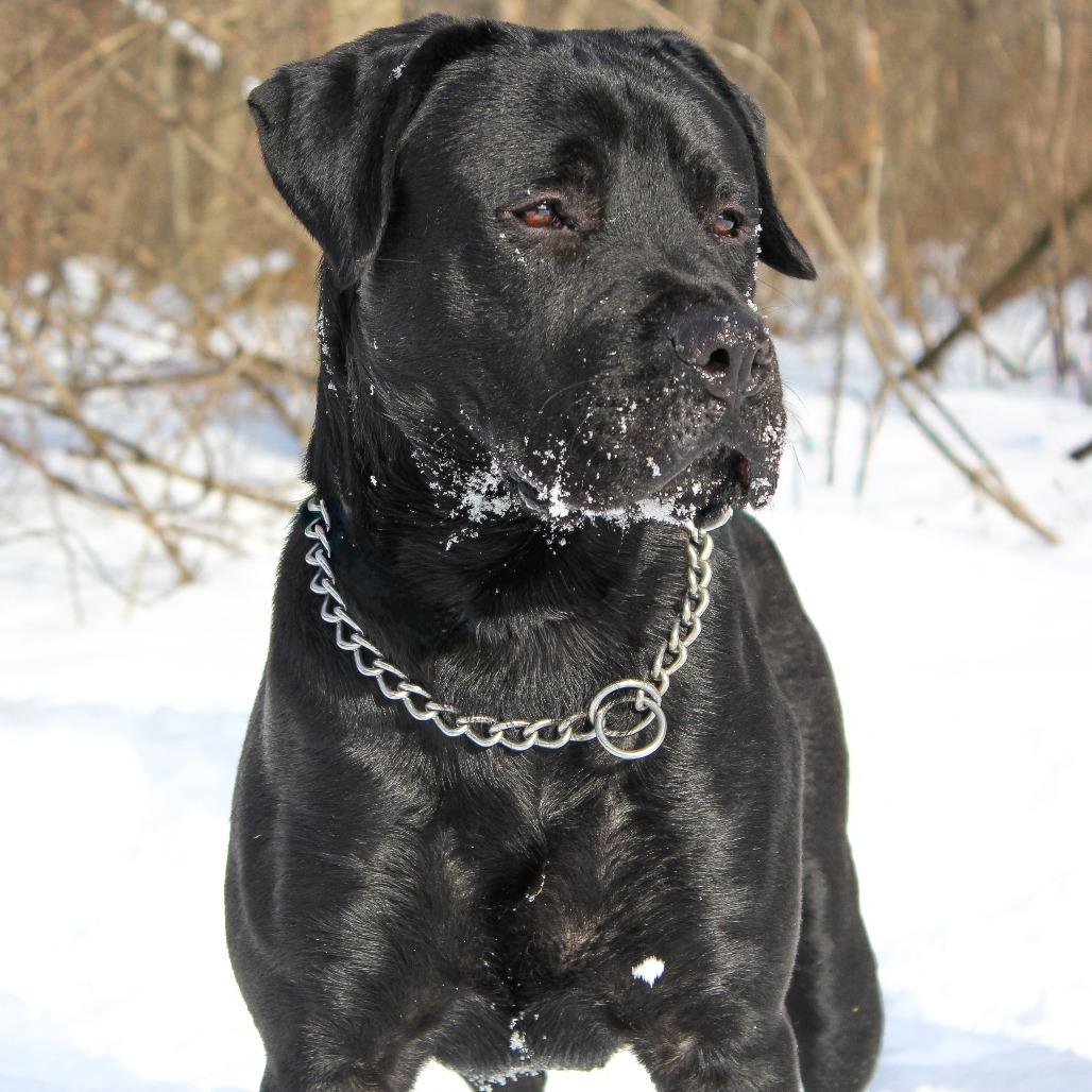 TuPac, Adoptable, Adult Male Mastiff.