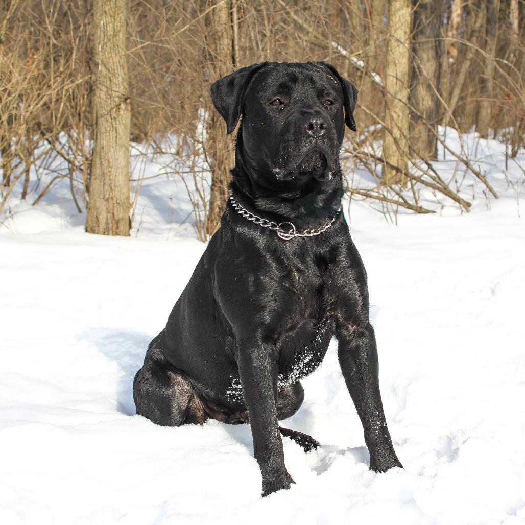 Enlarge TuPac, a Adoptable Mastiff in Canastota, NY image 2/2