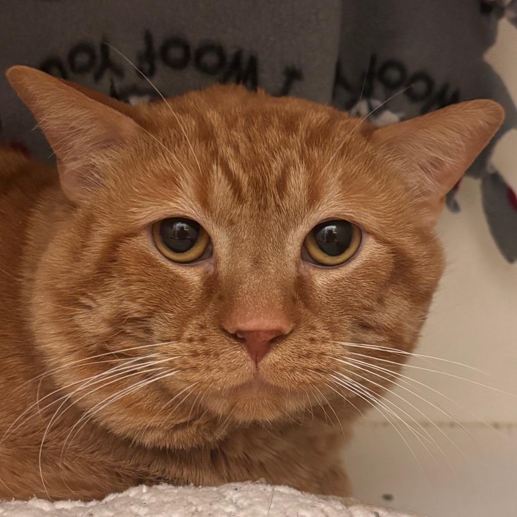 Ginger, Adoptable, Adult Male Domestic Short Hair.