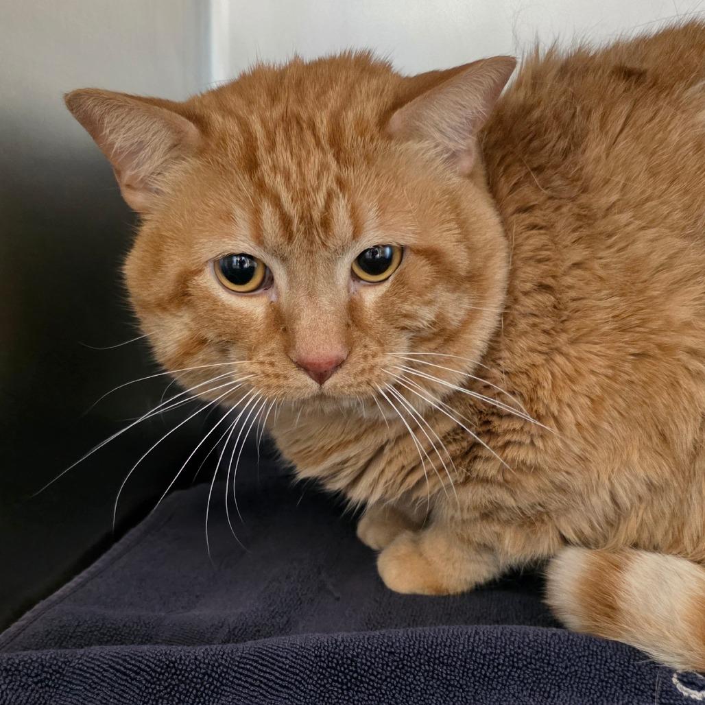 Enlarge Ginger, a Adoptable Domestic Short Hair in Council Bluffs, IA image 1/1