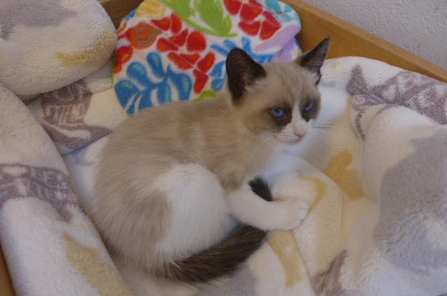 Kwan, a ADOPTABLE mixed breed in Eureka, CA image 2/2