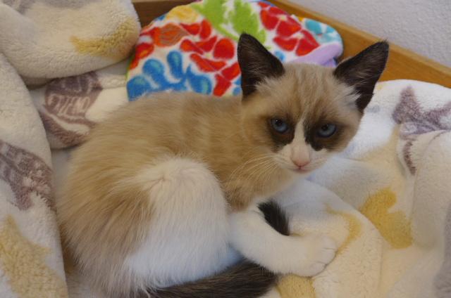 Kwan, ADOPTABLE, Kitten Female Siamese.