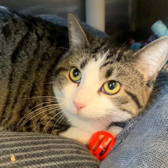 Sable, Adoptable, Adult Female Domestic Short Hair.