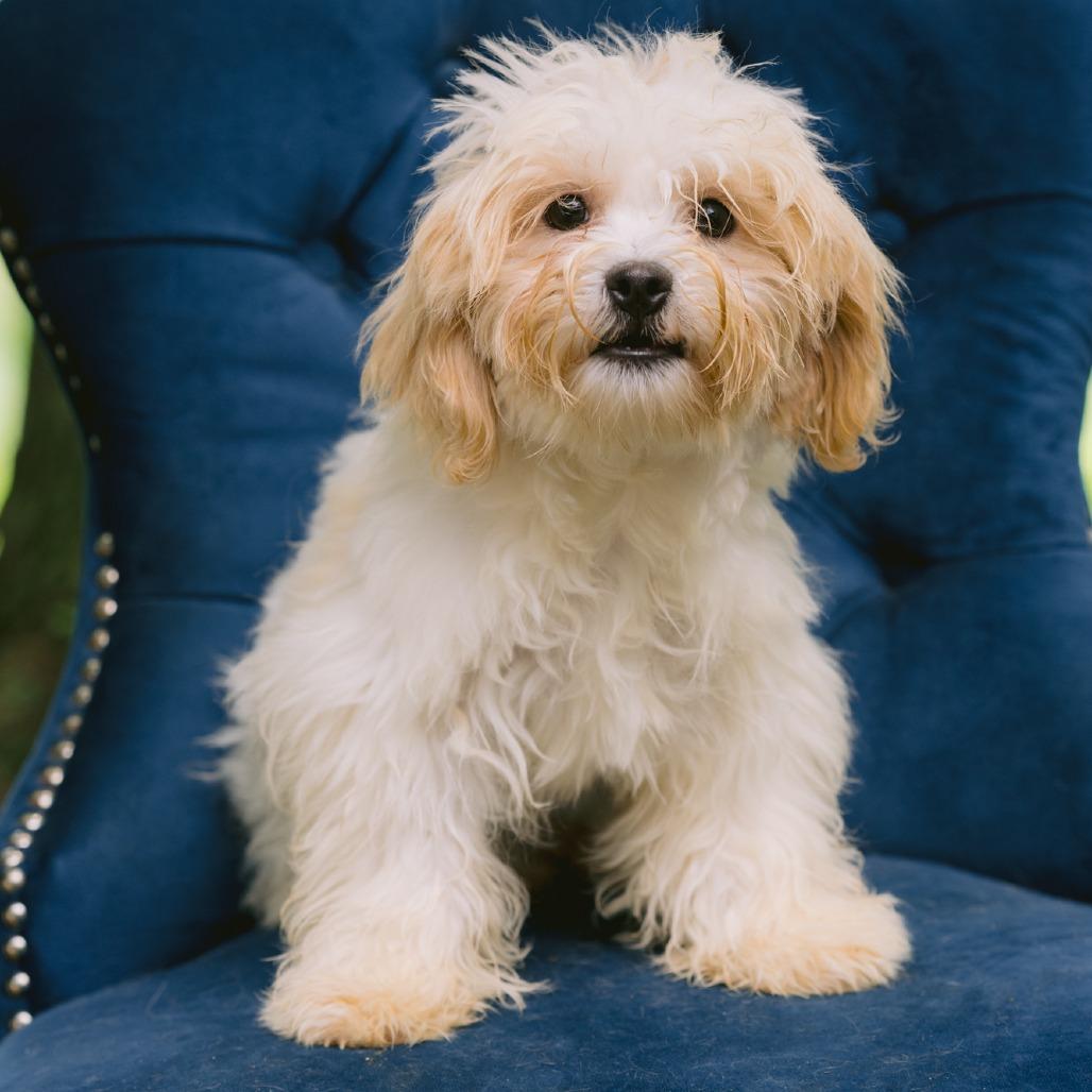 Goshen, adopted, Puppy Male Shih Tzu & Bichon Frise.