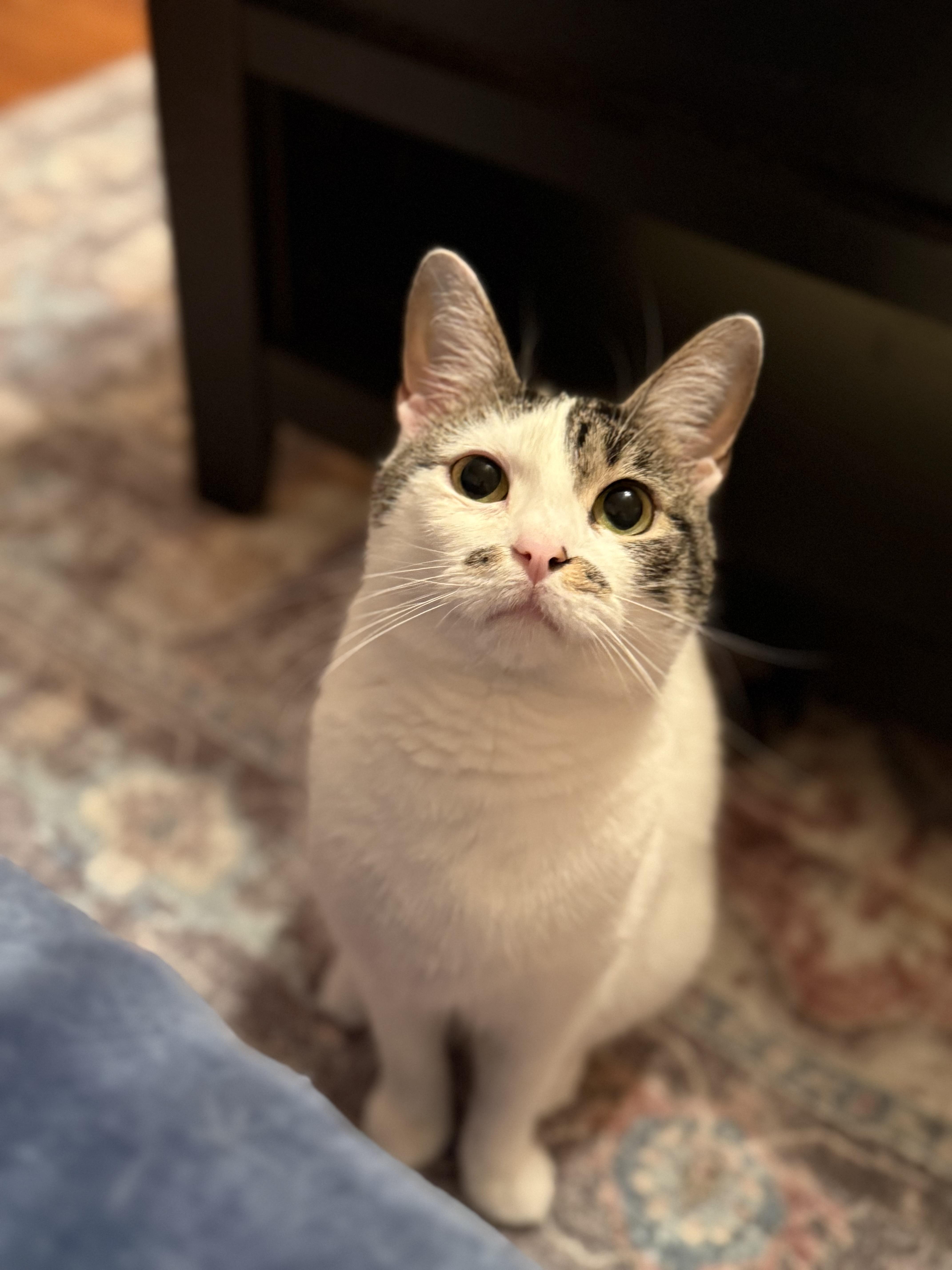 Gracie, Adoptable, Young Female Domestic Short Hair.