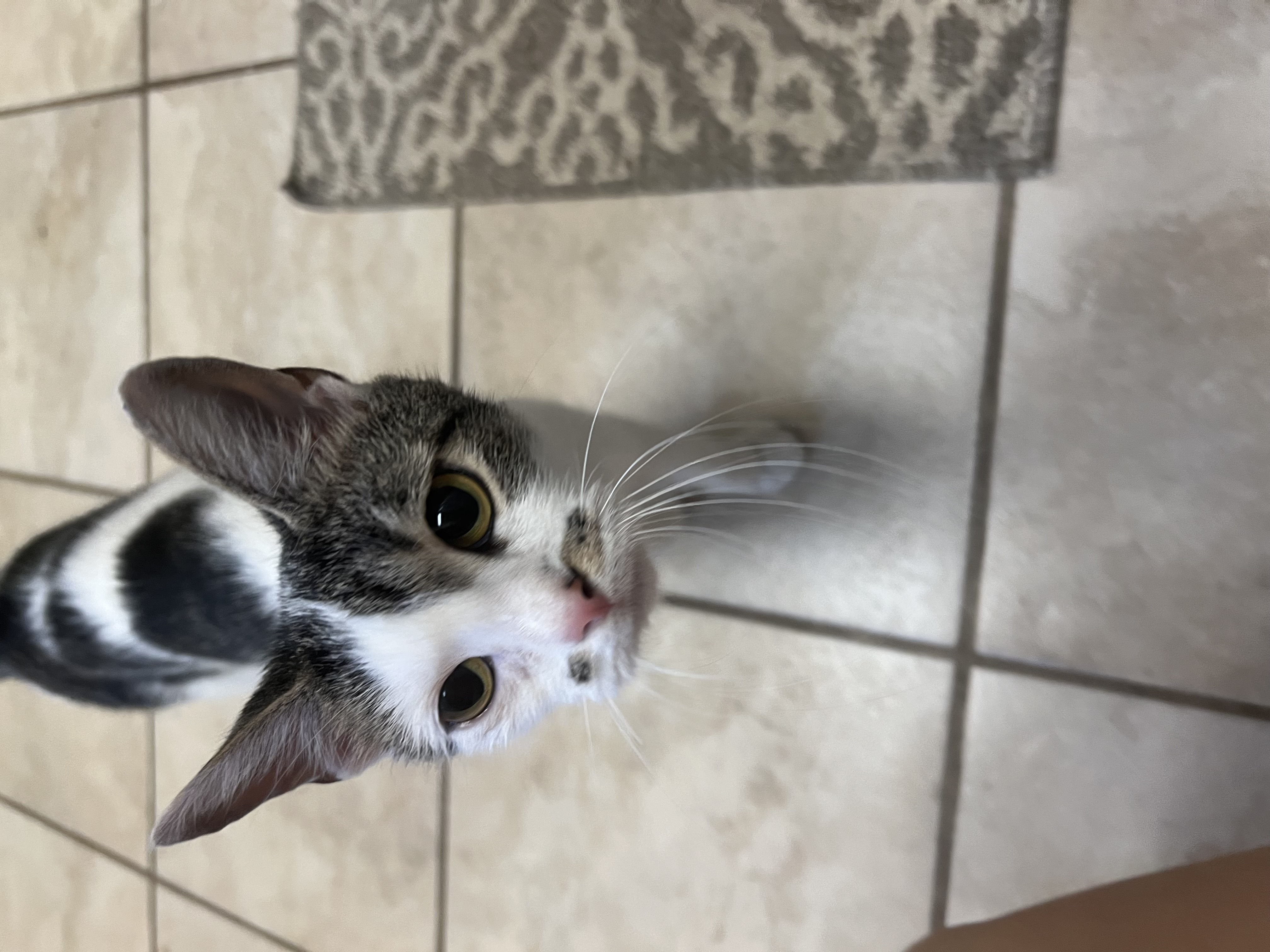 Gracie, a Adoptable Domestic Short Hair in Youngstown, OH image 3/5