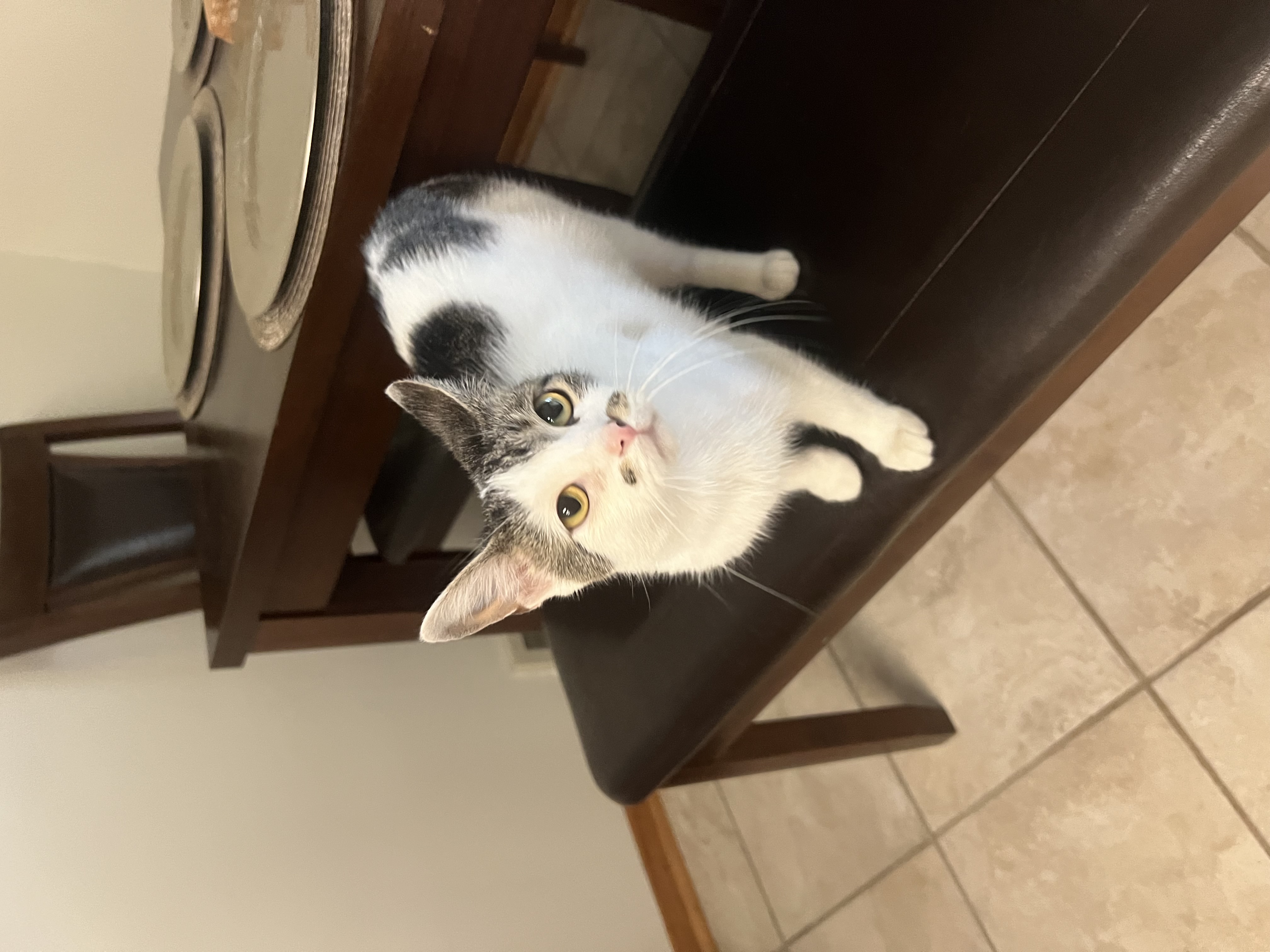 Gracie, a Adoptable Domestic Short Hair in Youngstown, OH image 4/5