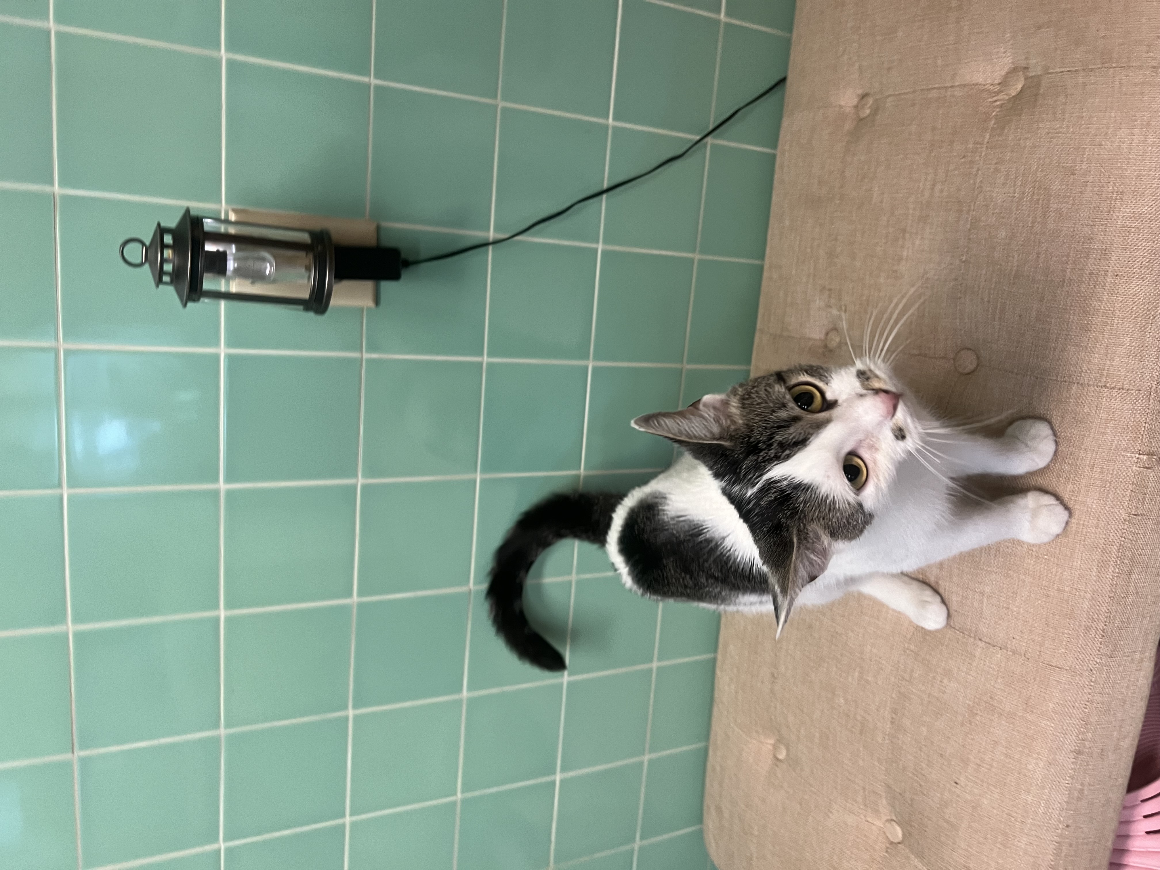 Gracie, a Adoptable Domestic Short Hair in Youngstown, OH image 5/5