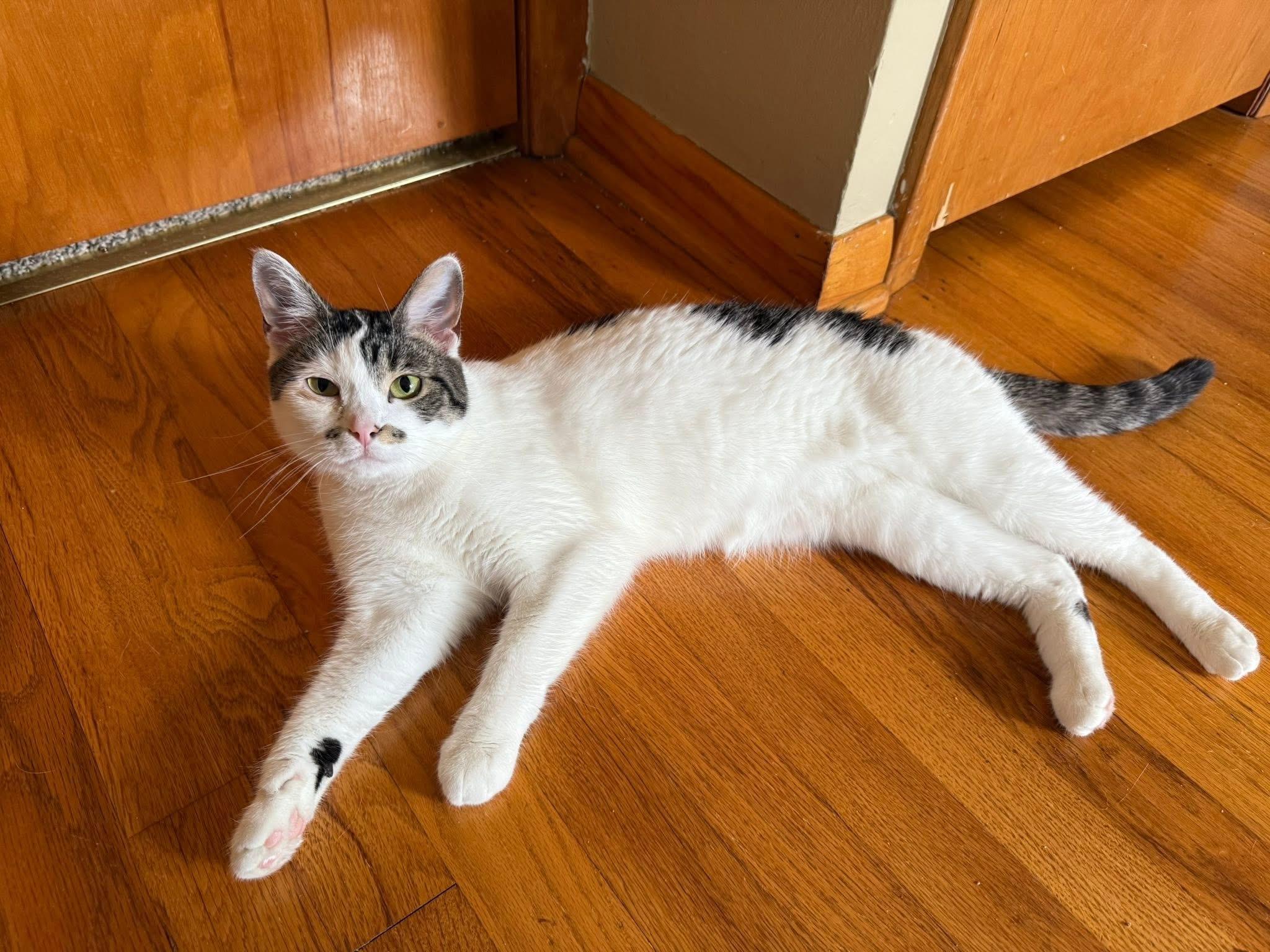 Enlarge Gracie, a Adoptable Domestic Short Hair in Youngstown, OH image 5/6