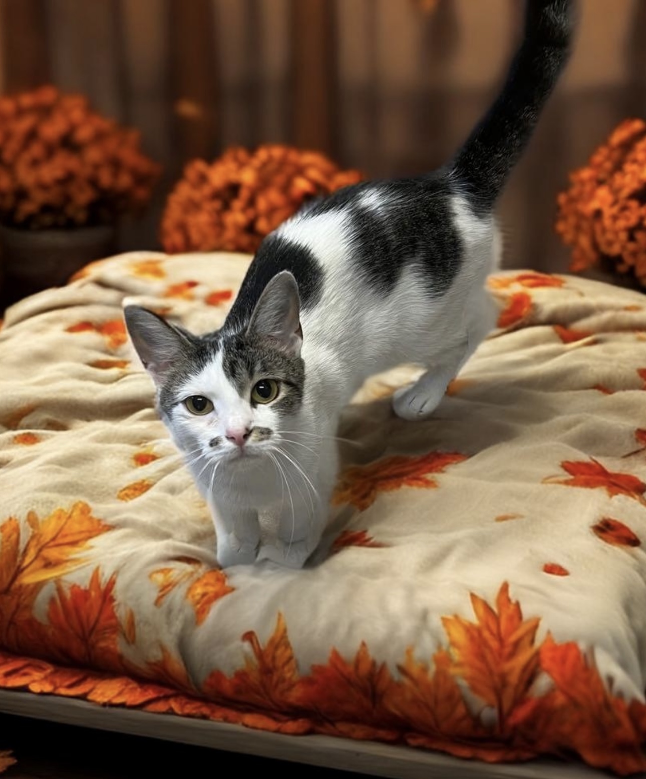 Gracie, a Adoptable Domestic Short Hair in Youngstown, OH image 1/5