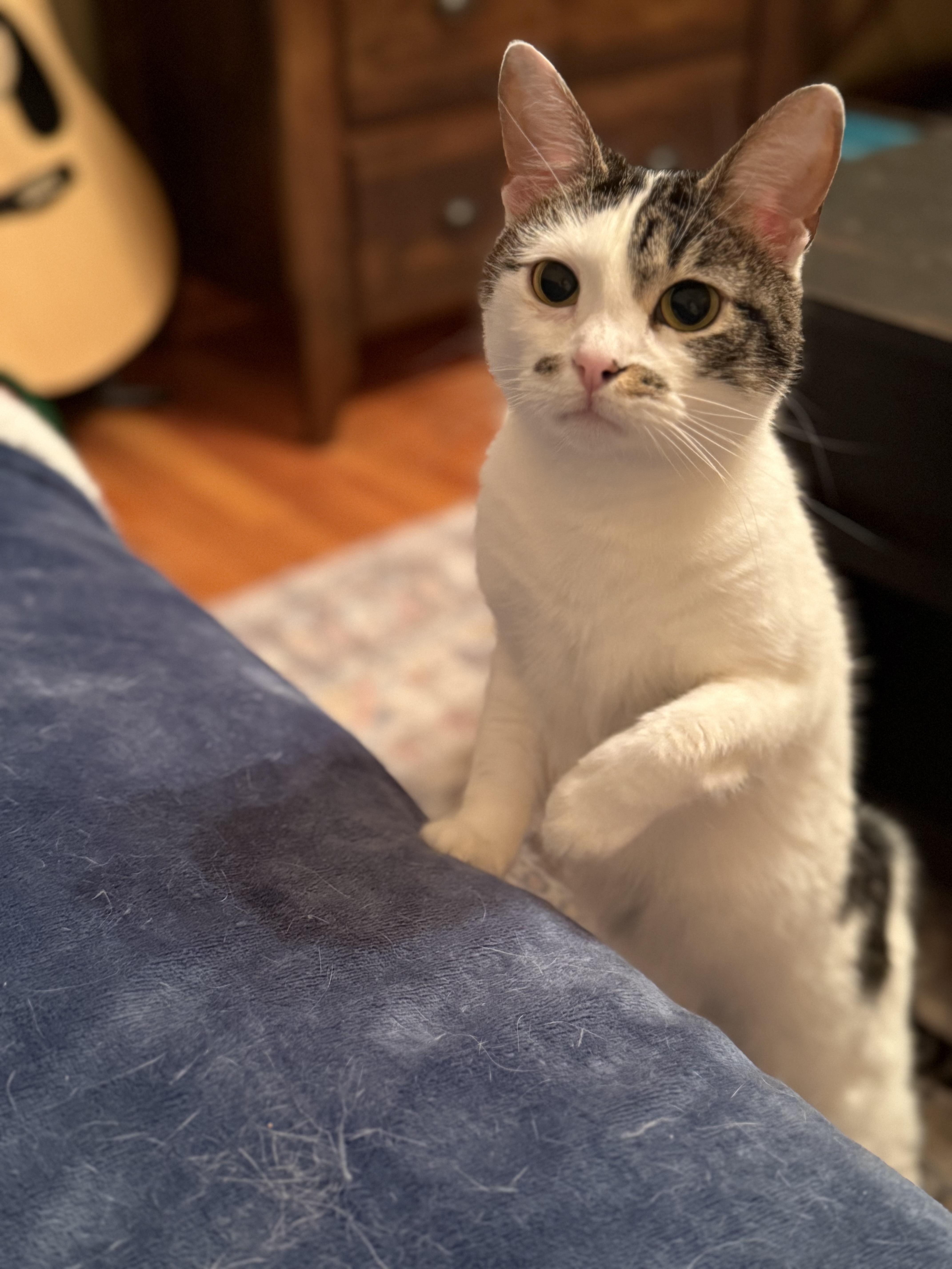 Enlarge Gracie, a Adoptable Domestic Short Hair in Youngstown, OH image 6/6