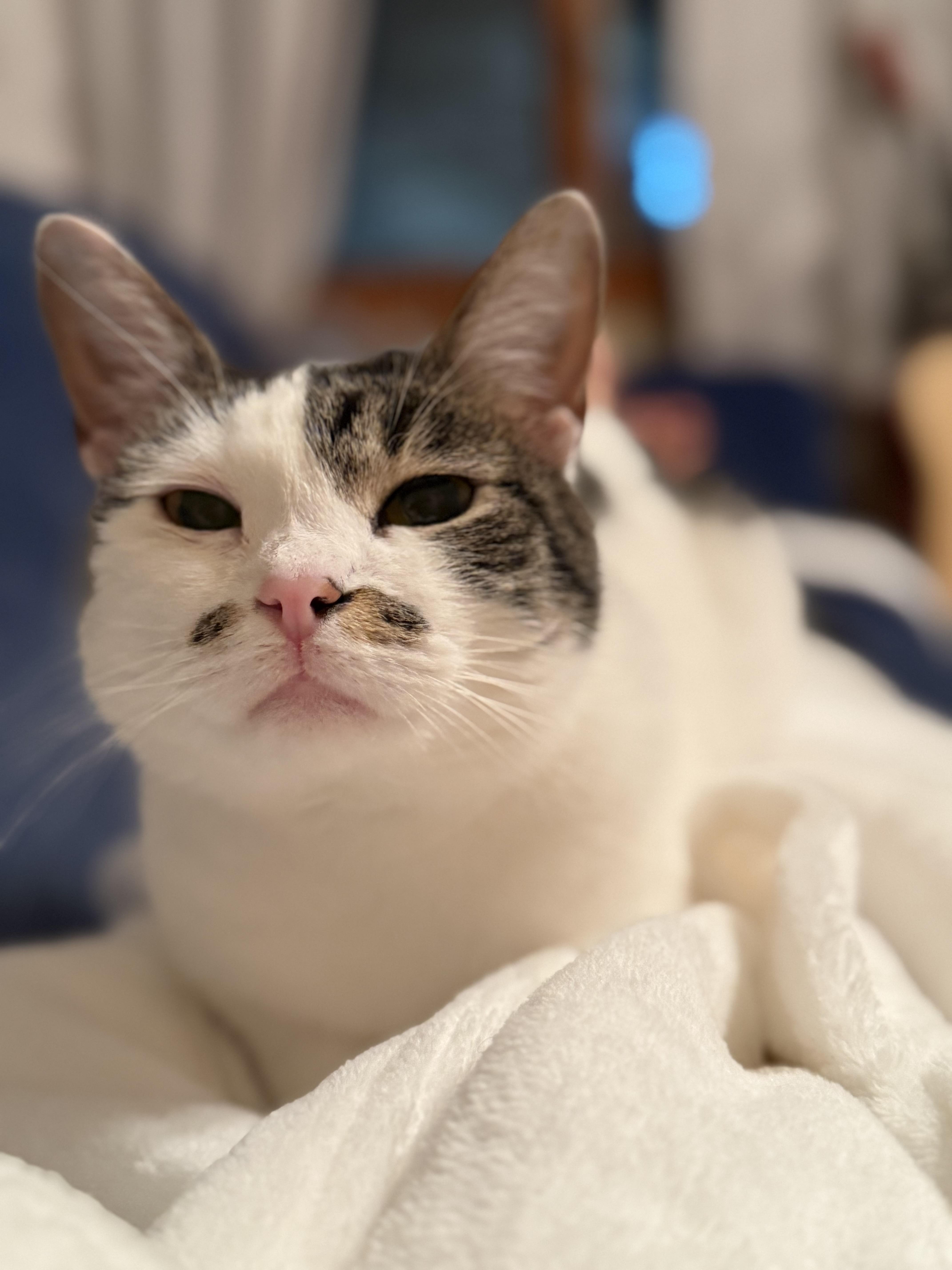 Enlarge Gracie, a Adoptable Domestic Short Hair in Youngstown, OH image 2/6