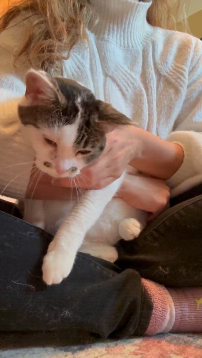 Enlarge Gracie, a Adoptable Domestic Short Hair in Youngstown, OH video 2/5